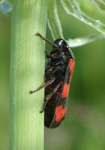 Cercopis vulnerata
